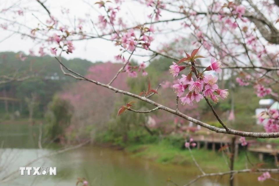 Este año, las flores de durazno silvestre en Mang Den se consideran más hermosas que en temporadas anteriores. (Foto: VNA)