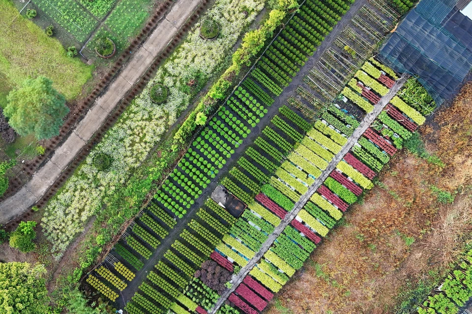 Desde las alturas, los huertos de flores en Sa Dec parecen un vibrante tapiz de colores. (Foto: VNA)