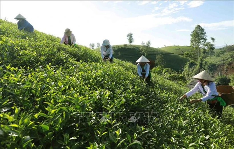 El distrito de Tan Son tiene la zona de cultivo de té más grande de la provincia de Phu Tho. Foto de ilustración (Fuente: VNA)