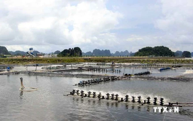 Estanque de cultivo de camarones en Quang Ninh. (Fuente: VNA)