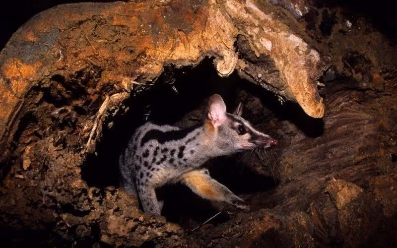 Foto de ilustración . (Fuente: Save Vietnam's Wildlife)
