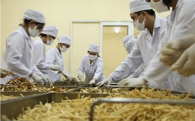 Premier ordena revisar regulaciones que obstaculizan exportaciones de plantas medicinales. (Fuente:baochinhphu.vn)