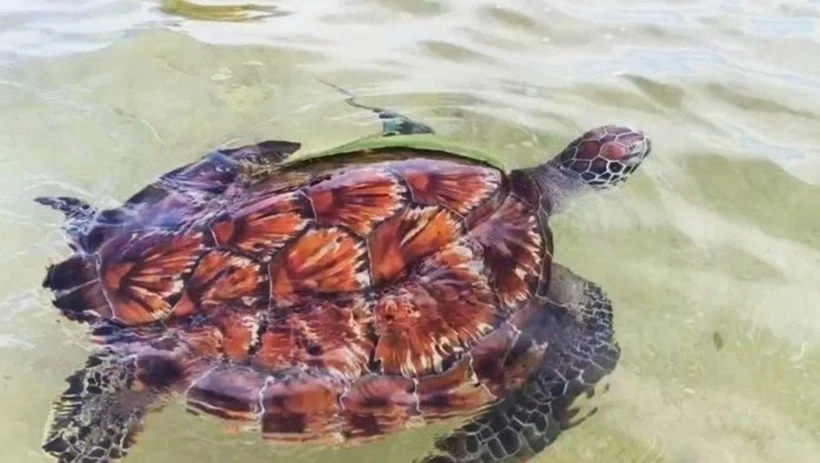 Liberan a tortuga marina rara de la especie Chelonia mydas. (Foto: baolamdong.vn)