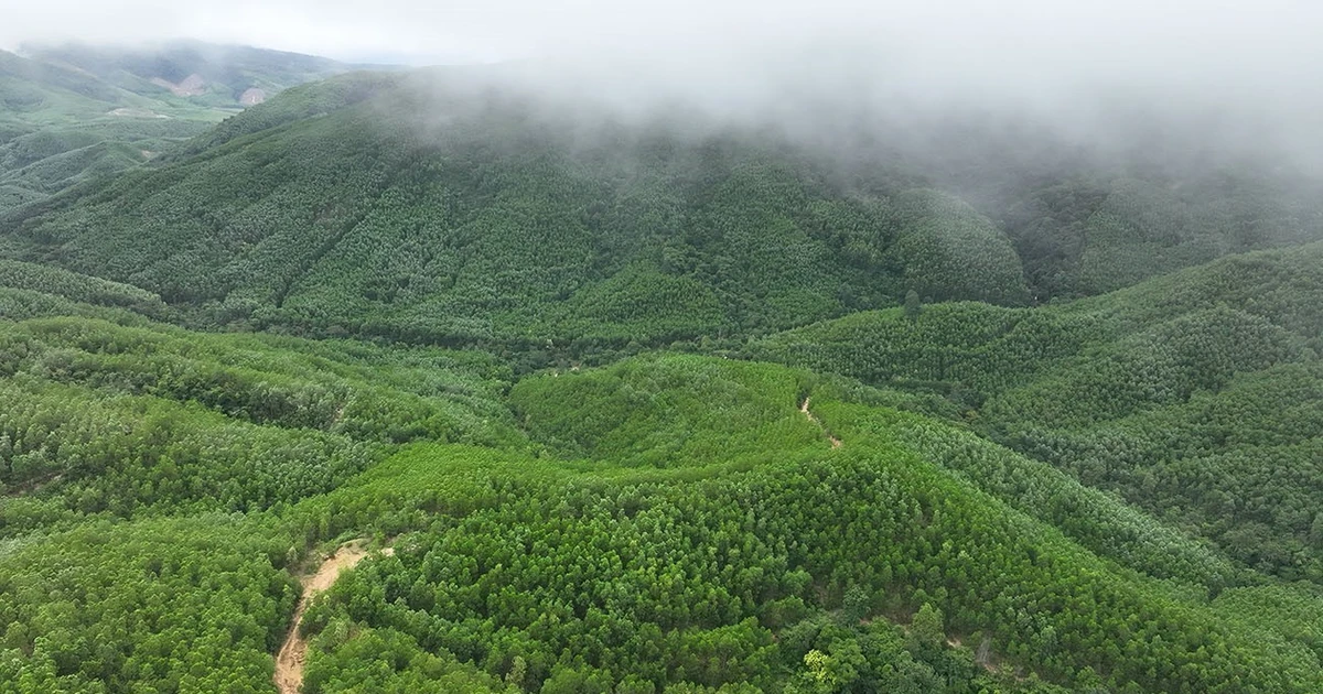 Vietnam impulsa la protección y desarrollo forestal desde inicios de 2026. (Foto: VNA)
