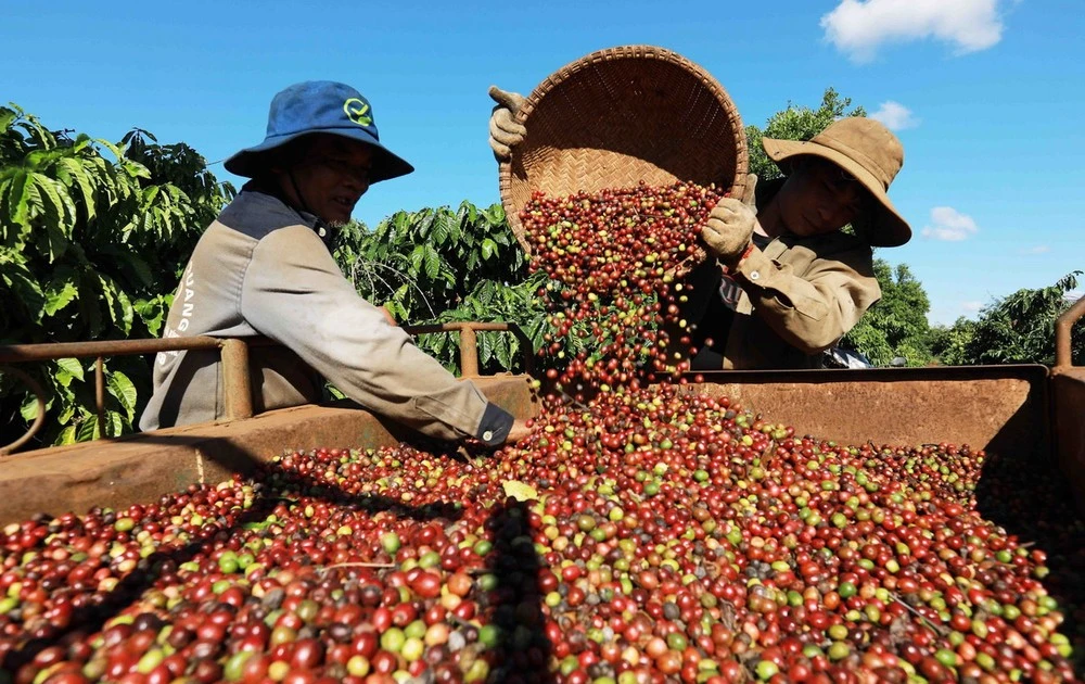 Las exportaciones de café de Vietnam alcanzaron un nivel histórico en los primeros siete meses de 2025. (Foto: VNA)