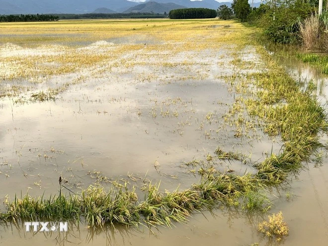 Arrozales en la provincia de Lam Dong quedaron sumergidos tras la lluvia. (Foto: VNA)