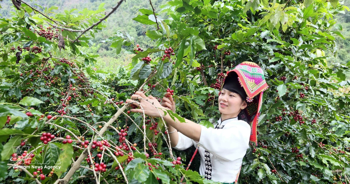 Del grano a los datos: Vietnam fortalece el valor de sus exportaciones de café