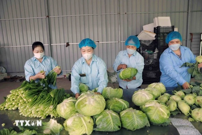 Envasado de verduras producidas mediante el proceso VietGap en la Cooperativa Agrícola Van Duc, en Hanói. (Foto: VNA)