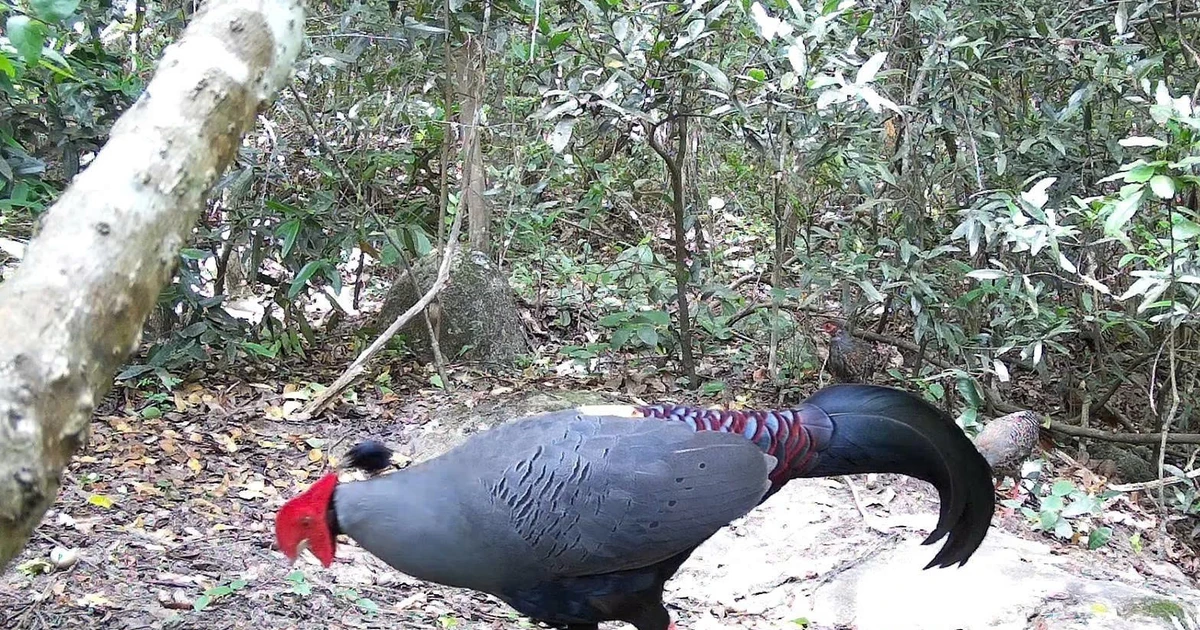 El faisán de Edwards (Lophura edwardsi) en la Reserva Natural de Ea So. (Foto: VNA)