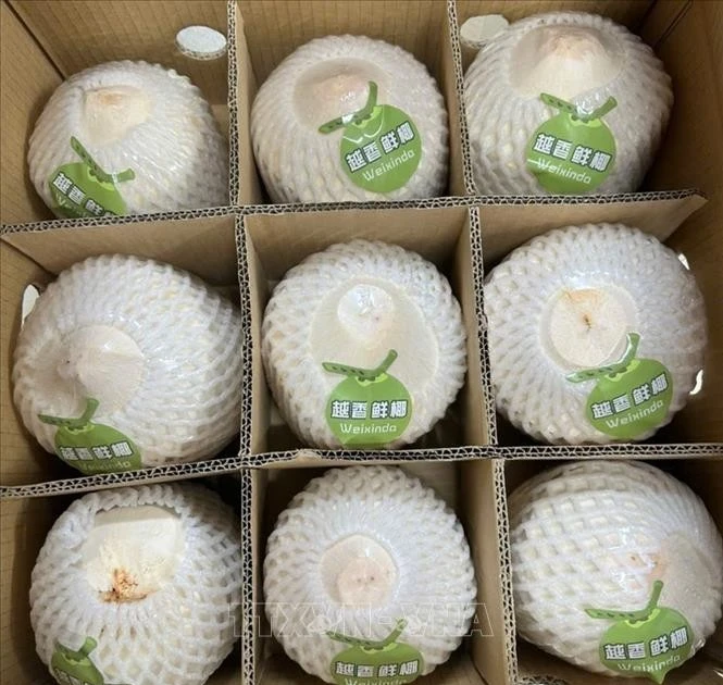 Este envío, realizado por la empresa de Quan Minh, consta de dos mil 190 cajas con un peso total de 21,9 mil kilogramos. (Foto: VNA)