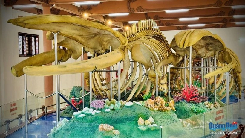 Los dos esqueletos de ballena exhibidos en el sitio de reliquias de Lang Tan. (Fotografía: Periódico de Quang Ngai)