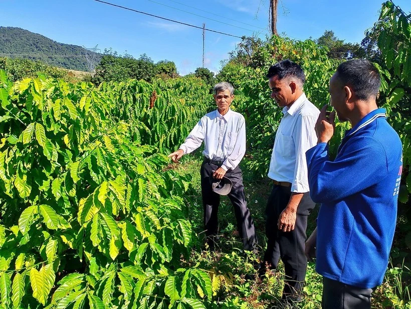 Los agricultores aprenden a plantar y cuidar los cafetos. (Foto: VNA)