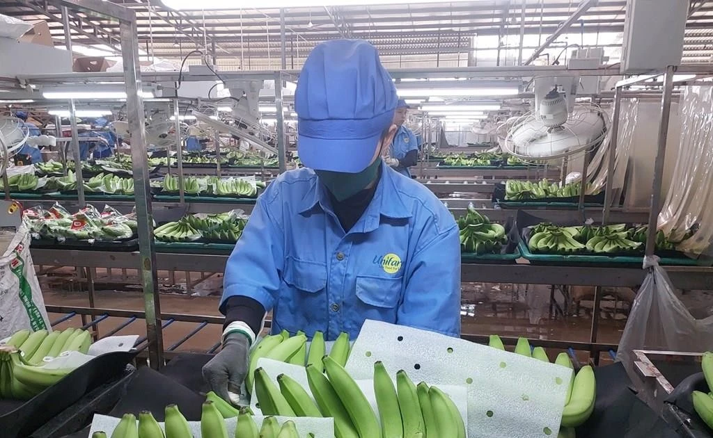 La facturación de las exportaciones de frutas supera los cinco mil millones de dólares. (Foto: VNA)