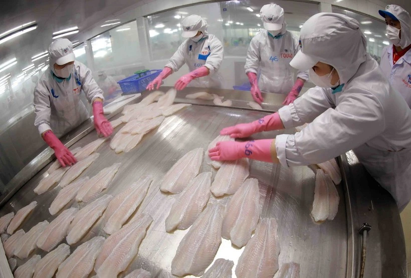 Se prevé que las exportaciones de pangasius en 2025 alcancen cerca de 2,2 mil millones de dólares. (Foto: VNA)