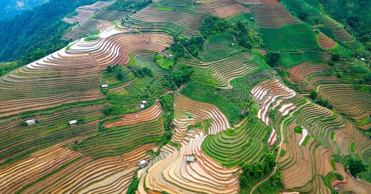 Los campos en terrazas prometen una próspera temporada dorada. (Foto: VNA)