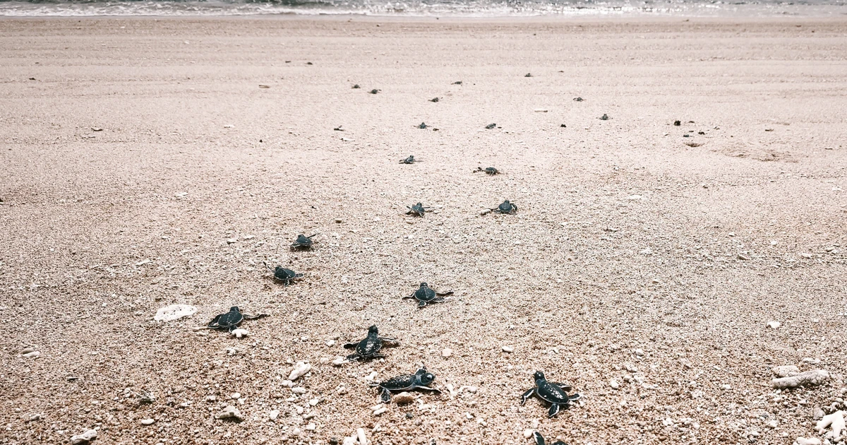 Crías de tortuga regresan al mar en el Parque Nacional de Nui Chua. (Foto: VNA)