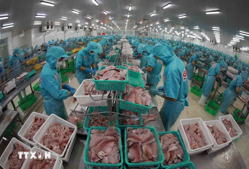 Elaboración de pescado Tra (pangasius) para la exportación. (VNA) 