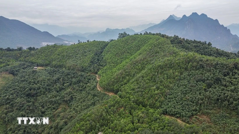 Vietnam recibirá 5 millones de dólares adicionales por venta de créditos de carbono forestal (Foto: VNA) 