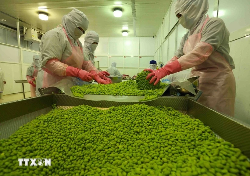 Trabajadores procesan soja para exportación. (Foto: VNA)