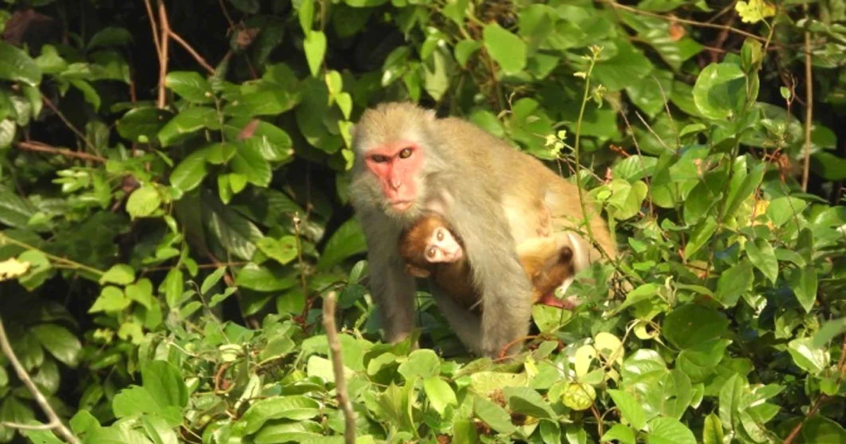 Un tipo de monos del género Macaca. (Foto: VNA)