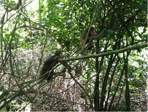 Liberan diez monos raros a la naturaleza en el Parque Nacional Phong ...