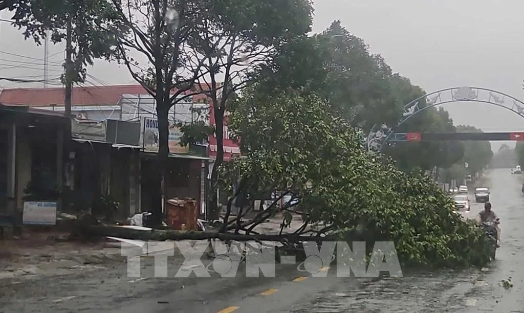 Debido a la tormenta, muchos árboles resultaron quebrados en el barrio de Buon Ma Thuot, provincia de Dak Lak. (Foto: VNA)