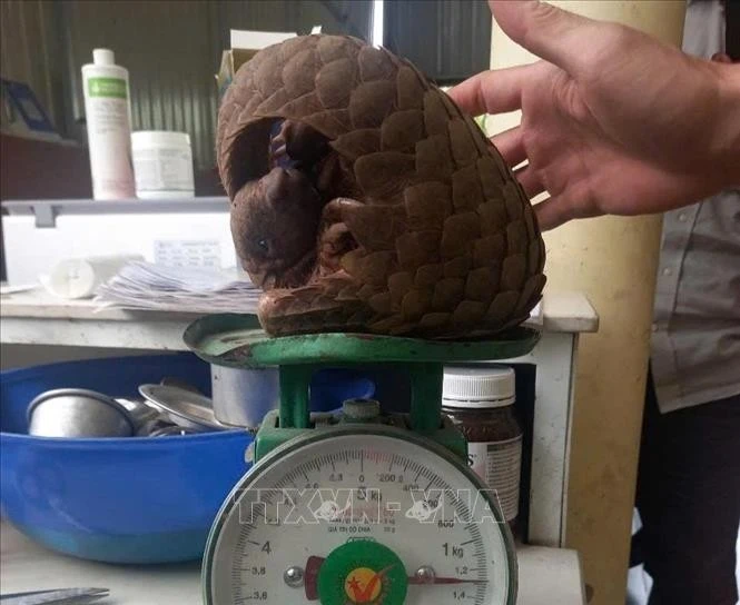 El pangolín de Java descubierto por un residente frente a su casa en Quang Tri es entregado al Departamento de Protección Forestal. (Foto: VNA)