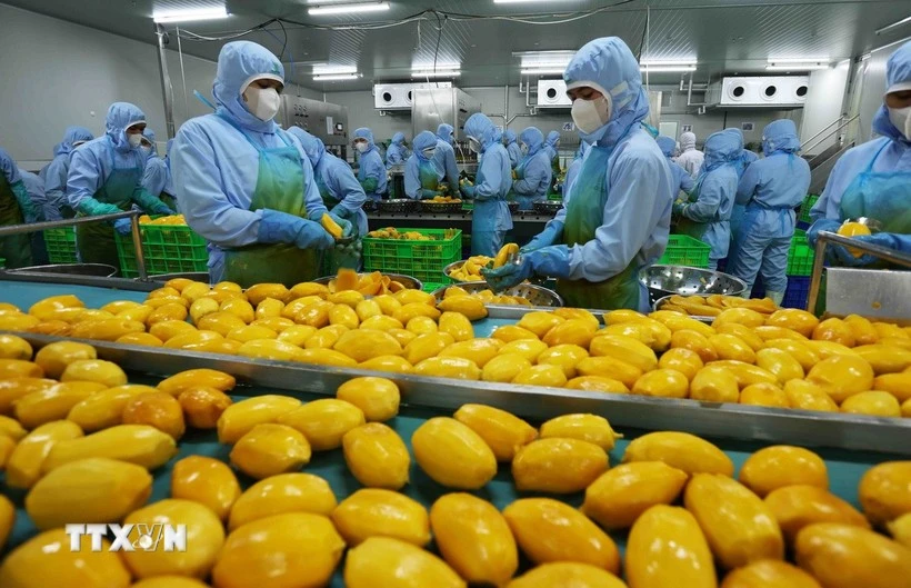Procesamiento de mango vietnamita para exportar a Estados Unidos, la Unión Europea, Corea del Sur y Japón en una empresa de la provincia de An Giang (Fuente: VNA)