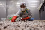 Procesamiento de almejas para la exportación en la planta de la Compañía de Importación y Exportación de Productos Acuáticos de Thanh Hoa, en la provincia homónima. (Foto: VNA)