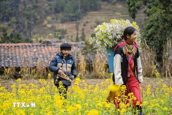 sac-hoa-cai-ruc-ro-o-xa-sung-la-huyen-dong-van-ha-giang-anh-ttxvn.jpg