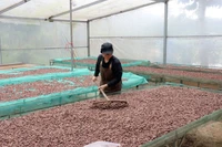 La empresa “Ban Cacao” compra cacao local y produce decenas de productos como cacao en polvo, chocolate y manteca de cacao. (Fuente: VNA)