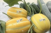 Foto ilustrativa. (Fuente: VNA)