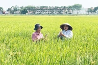 Foto ilustrativa. (Fuente: hanoimoi.vn)
