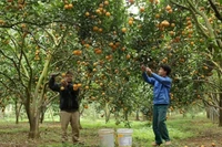 En cultivo de naranja. (Fuetne: VNA)