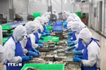 Procesamiento de camarones para exportación en el distrito de Binh Chanh, Ciudad Ho Chi Minh. (Foto: VietnamPlus)