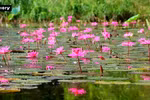 Tam Coc se convierte de un lienzo mágico durante la temporada de flores