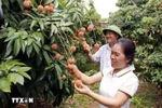 En una plantación de lichis en la provincia norteña de Bac Giang. (Foto: VNA)