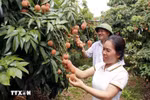 En una plantación de lichis en la provincia norteña de Bac Giang. (Foto: VNA)