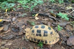 La División de Conservación y Cooperación Internacional del Parque Nacional Con Dao recibió recientemente una tortuga alargada (Indotestudo elongata). Foto: VNA