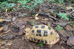 La División de Conservación y Cooperación Internacional del Parque Nacional Con Dao recibió recientemente una tortuga alargada (Indotestudo elongata). Foto: VNA