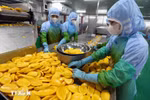 Procesamiento de productos agrícolas para la exportación. (Fuente: VNA)
