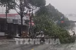 Debido a la tormenta, muchos árboles resultaron quebrados en el barrio de Buon Ma Thuot, provincia de Dak Lak. Foto: TTXVN
