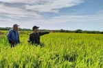 En un campo del Proyecto de Cooperación Vietnam-Cuba para el Desarrollo Arrocero (Fuente: VNA)