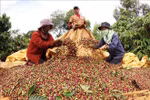 El café de especialidad de Vietnam apunta a conquistar el mundo