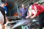 Pesca de tuna en la provincia de Khanh Hoa (Fuente: VNA)