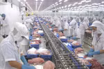 Procesamiento de mariscos para exportación. (Foto: Vietnam+)