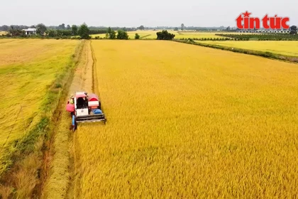 El proyecto "Desarrollo sostenible de un millón de hectáreas de cultivo especializado de arroz de alta calidad y baja emisión vinculado al crecimiento verde en el Delta del Mekong para 2030". (Foto: VNA)