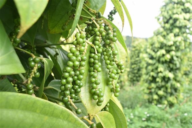 Las principales exportaciones de Vietnam a Egipto incluyen computadoras, productos y componentes electrónicos, mariscos, pimienta, hilo, café y otros productos agrícolas. (Foto: VNA) vna-potal-quan-he-huu-nghi-hop-tac-viet-nam-ai-cap-phat-trien-vuot-bac-tren-nhieu-linh-vuc-8184044.jpg