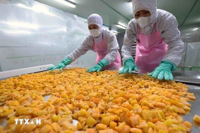 Procesamiento de productos agrícolas para la exportación (Foto: VNA) clip-2.jpg