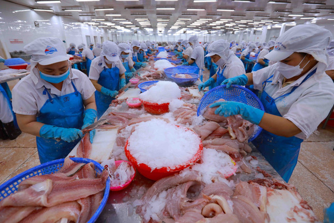 Procesamiento del pescado Tra (pangsius) para exportación. (Foto: VNA) vna-potal-xuat-khau-nong-lam-thuy-san-ve-dich-som-7761679-1.jpg